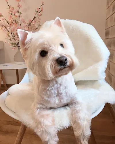 Lilu Salon psiej urody